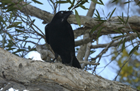 Corvus orru